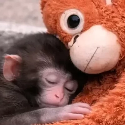 La historia de Punch, el mono bebé que conmovió al mundo al refugiarse en un peluche tras ser abandonado por su madre en Japón