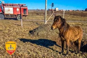 En Río Gallegos: rescataron a un caballo que se encontraba atrapado en un pozo