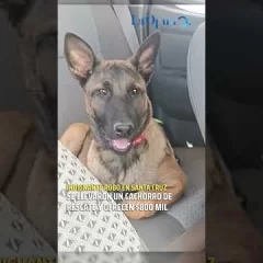 Indignante robo en Santa Cruz: se llevaron un cachorro de rescate