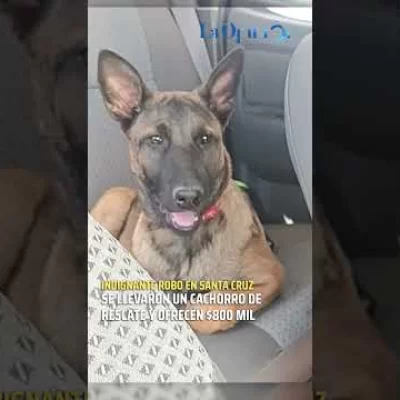 Indignante robo en Santa Cruz: se llevaron un cachorro de rescate