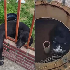 Bomberos rescataron a un perro atrapado en un portón y a un gato sobre un tanque de agua