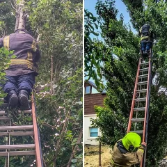 Bomberos salvaron a un gatito que estaba atrapado en un árbol