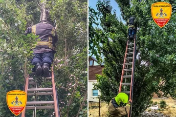 Bomberos salvaron a un gatito que estaba atrapado en un árbol Bomberos salvaron a un gatito que estaba atrapado en un árbol