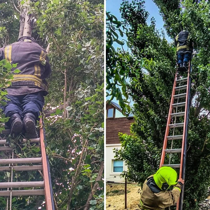 Bomberos salvaron a un gatito que estaba atrapado en un árbol Bomberos salvaron a un gatito que estaba atrapado en un árbol