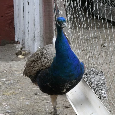 La historia del pavo real que se tomó vacaciones y no quería volver: “Estamos felices de que esté acá” La historia del pavo real que se tomó vacaciones y no quería volver: “Estamos felices de que esté acá”