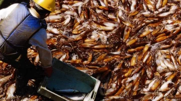 Bimestre récord en el 2026: se duplicó la captura del calamar en aguas nacionales Bimestre récord en el 2026: se duplicó la captura del calamar en aguas nacionales