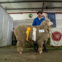 Un productor santacruceño vendió una oveja en $32 millones, el mejor ejemplar pol merino media lana