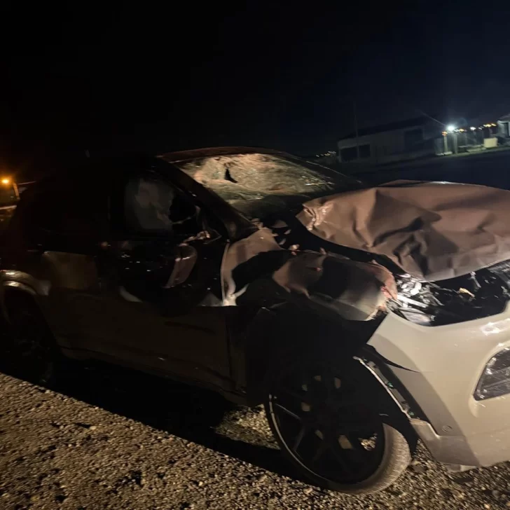 Exclusivo: Una funcionaria judicial salvó su vida de milagro tras embestir un caballo cerca de Río Gallegos: “Todavía no puedo creer que esté viva”