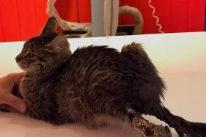 Daysi necesita ayuda: encontraron una gatita con multiples heridas y deben amputarle su colita y una pata Daysi necesita ayuda: encontraron una gatita con multiples heridas y deben amputarle su colita y una pata