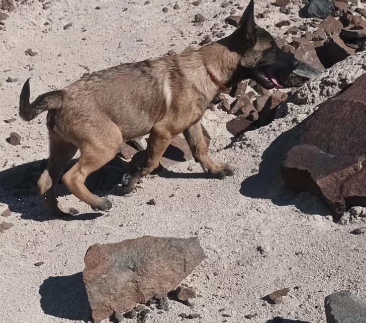  El cachorro, de apenas cuatro meses, estaba siendo entrenado para tareas de búsqueda y rescate cuando fue sustraído de una vivienda ubicada en la calle Perito Moreno al 1000.