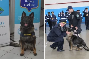 Murió Candy, el can detector de narcóticos de la Policía de Santa Cruz: “Hasta siempre” Murió Candy, el can detector de narcóticos de la Policía de Santa Cruz: “Hasta siempre”