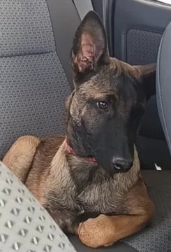 Indignante robo en Santa Cruz: se llevaron un cachorro de rescate y ofrecen $800 mil Indignante robo en Santa Cruz: se llevaron un cachorro de rescate y ofrecen $800 mil