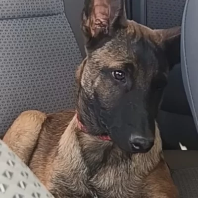 Indignante robo en Santa Cruz: se llevaron un cachorro de rescate y ofrecen $800 mil