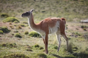 Por primera vez, la carne de guanaco se vende de forma legal en Las Heras Por primera vez, la carne de guanaco se vende de forma legal en Las Heras