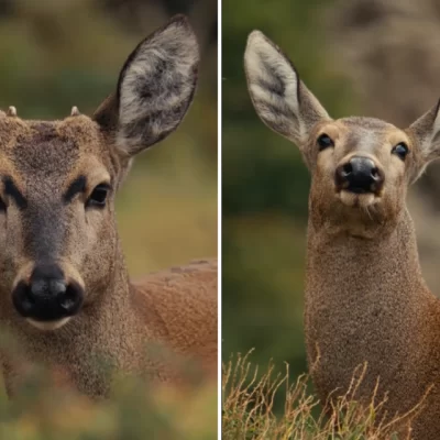 Avistaje de huemules en El Chaltén: así fue el increíble encuentro con dos ejemplares Avistaje de huemules en El Chaltén: así fue el increíble encuentro con dos ejemplares