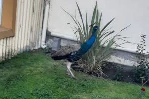 La maravillosa aventura del pavo real que se fugó de la granja de un jardín de infantes de Río Gallegos