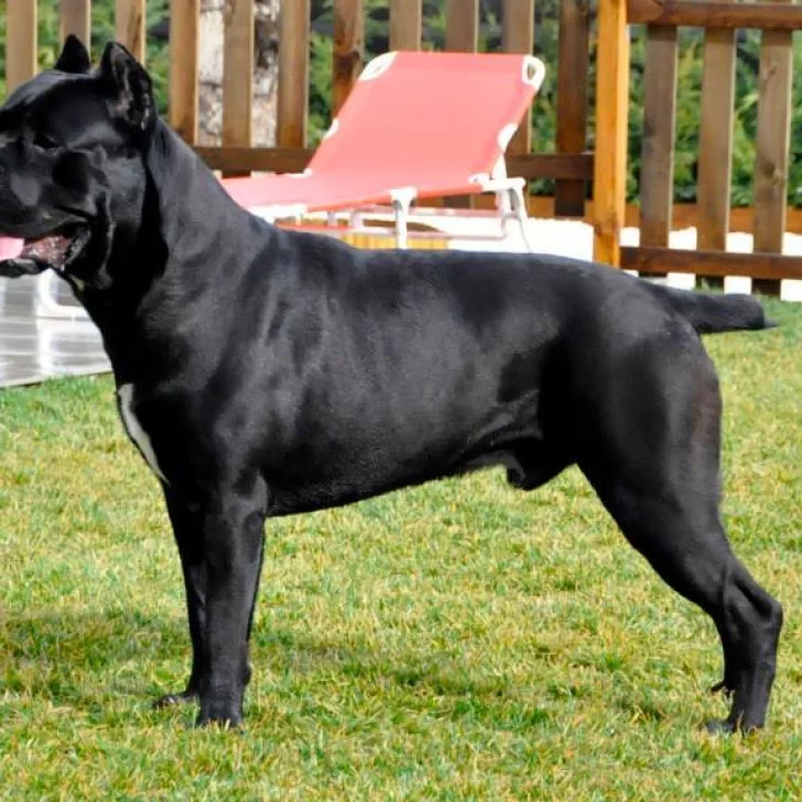 En Río Negro: imputaron a una familia por el ataque de una perra a un nene de seis años En Río Negro: imputaron a una familia por el ataque de una perra a un nene de seis años