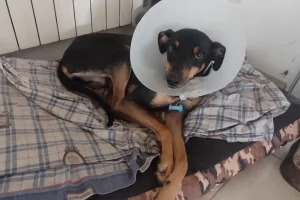 Dos pitbulls atacaron a su mascota y pide conciencia: “Hoy lo agarró a mi perrito, mañana puede ser un niño”