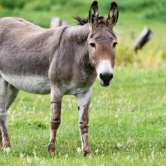 Carne de burro en Chubut: fuerte rechazo de proteccionistas por riesgos y falta de control
