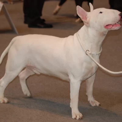 Ataque mortal de perros Bull Terrier en Chubut: murió un hombre de 62 años en su casa