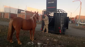 Un caballo andaba suelto por el barrio Padre Olivieri y debió ser secuestrado por la Policía Un caballo andaba suelto por el barrio Padre Olivieri y debió ser secuestrado por la Policía