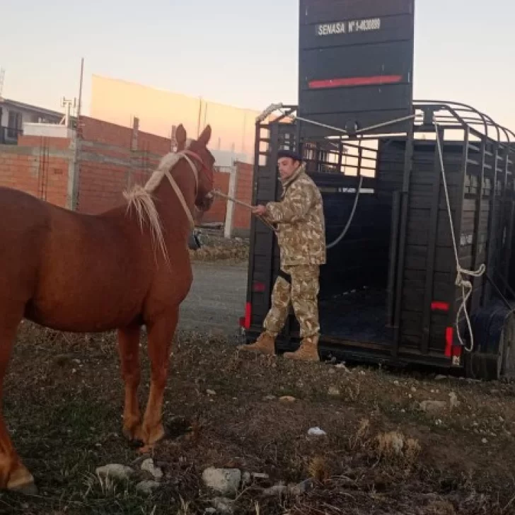 Un caballo andaba suelto por el barrio Padre Olivieri y debió ser secuestrado por la Policía Un caballo andaba suelto por el barrio Padre Olivieri y debió ser secuestrado por la Policía