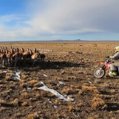Avanza el desarrollo del mercado de carne de guanaco en Santa Cruz