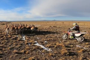 Avanza el desarrollo del mercado de carne de guanaco en Santa Cruz