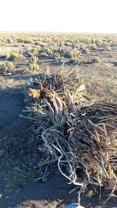 DANOS-EN-PINGUINERA-POR-SISMO-1-411x728