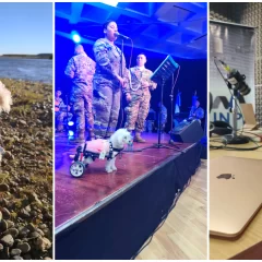 “Foky”, la historia del rescate y adopción de una perrita sobre ruedas