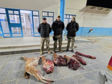 Caza ilegal en Pico Truncado: detuvieron a un hombre con carne de guanaco y un caballo faenado Caza ilegal en Pico Truncado: detuvieron a un hombre con carne de guanaco y un caballo faenado