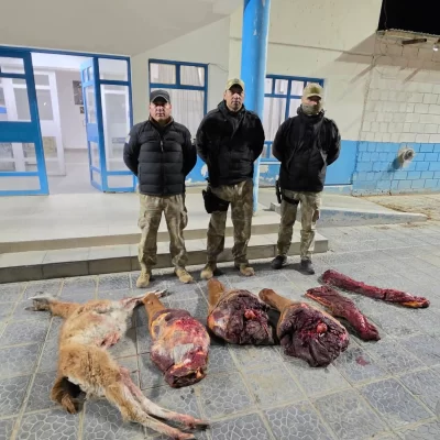 Caza ilegal en Pico Truncado: detuvieron a un hombre con carne de guanaco y un caballo faenado