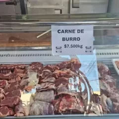 Carne de burro para comer: todo lo que tenés que saber sobre el proyecto de Chubut que se la ofrece a $7.500 el kilo