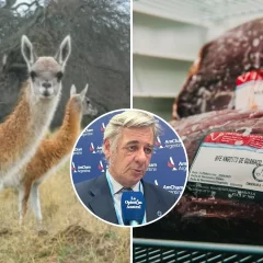 Impulsan el consumo de carne de guanaco en todo el país: “Es una práctica ancestral de la Patagonia, la gente la usaba para subsistir”