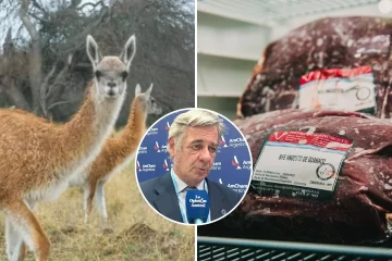 Impulsan el consumo de carne de guanaco en todo el país: “Es una práctica ancestral de la Patagonia, la gente la usaba para subsistir” Impulsan el consumo de carne de guanaco en todo el país: “Es una práctica ancestral de la Patagonia, la gente la usaba para subsistir”