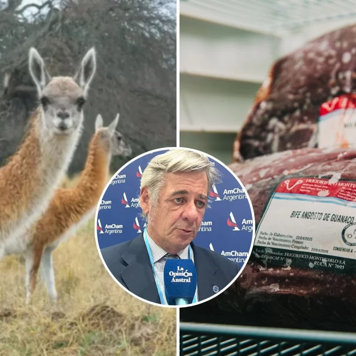 Impulsan el consumo de carne de guanaco en todo el país: “Es una práctica ancestral de la Patagonia, la gente la usaba para subsistir” Impulsan el consumo de carne de guanaco en todo el país: “Es una práctica ancestral de la Patagonia, la gente la usaba para subsistir”