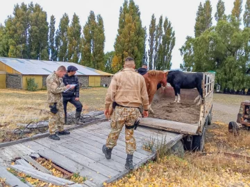 Acusaron a un hombre de faenar un ternero de forma clandestina en una estancia cerca de El Chaltén Acusaron a un hombre de faenar un ternero de forma clandestina en una estancia cerca de El Chaltén