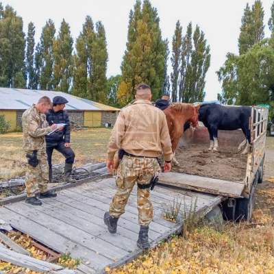 Acusaron a un hombre de faenar un ternero de forma clandestina en una estancia cerca de El Chaltén