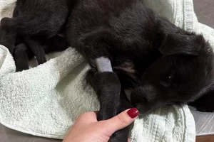 Falleció Morita, la perra hallada en grave estado en el basural de Río Gallegos