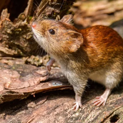 Chubut: murió una adolescente por hantavirus tras un brote familiar en Cerro Centinela
