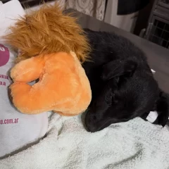 Hallaron una perra abandonada y en grave estado en el basural de Río Gallegos