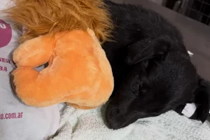 Hallaron una perra abandonada y en grave estado en el basural de Río Gallegos