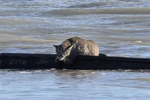Sorprendió la presencia de un puma en la costa de Puerto Santa Cruz