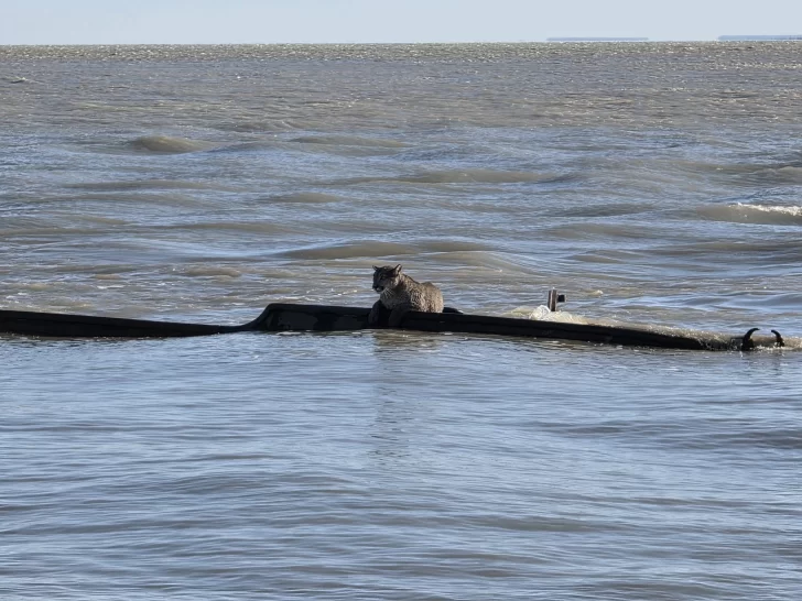 puma-puerto-santa-cruZ.jpg-2-728x546 puma-puerto-santa-cruZ.jpg-2-728x546