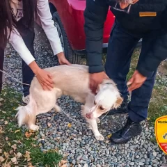 Bomberos rescataron a un perrito atrapado en el cerco de una casa