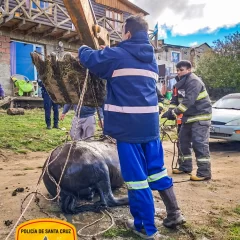 En 28 de Noviembre: caballo cayó a una cámara séptica y fue rescatado por bomberos