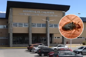 Hallaron chinches en el hospital SAMIC de El Calafate Hallaron chinches en el hospital SAMIC de El Calafate