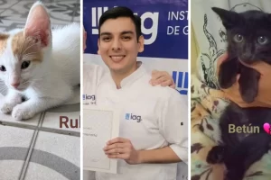 Horror: santacruceño denunciado por matar 16 gatitos en Buenos Aires