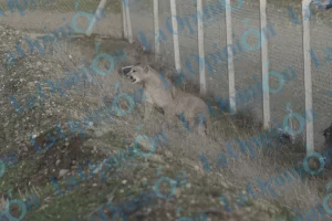 ¿Y ahora dónde está?: un puma sorprendió a Río Gallegos y movilizó un operativo conjunto
