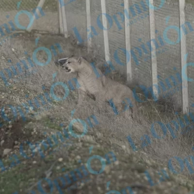 Sin novedades del puma que fue visto en Río Gallegos, el Consejo Agrario recordó qué hacer ante la presencia de animales silvestres Sin novedades del puma que fue visto en Río Gallegos, el Consejo Agrario recordó qué hacer ante la presencia de animales silvestres